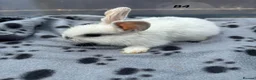Mini Lop rabbits for sale: 🐰 Beautiful Mini Lop Baby Bunnies– Ready to go 🐰 - Advert 17