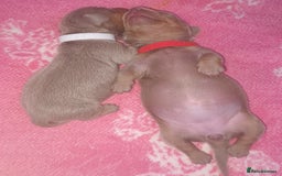 Miniature Dachshund dogs for sale: Isabella and tan miniature dachshunds - Image 13