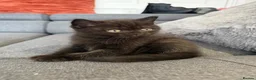 British Shorthair cats for sale: Beautiful British Shorthair Kittens 7 Weeks Old 🐾 - Advert 5