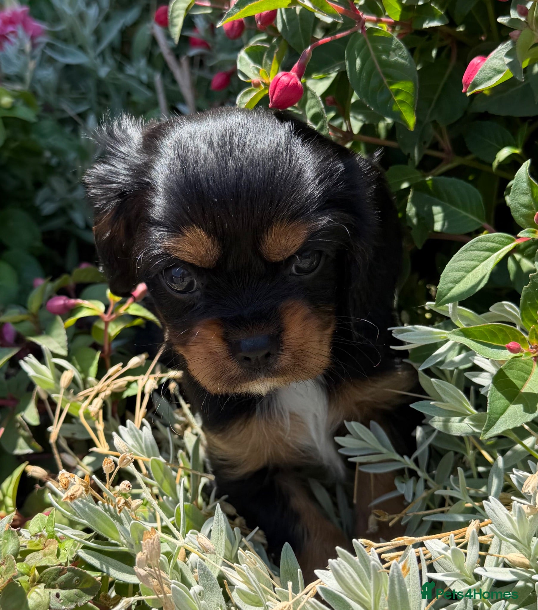 Cavalier King Charles Spaniel dogs KC Registered Cavalier puppies only one left - Advert 2