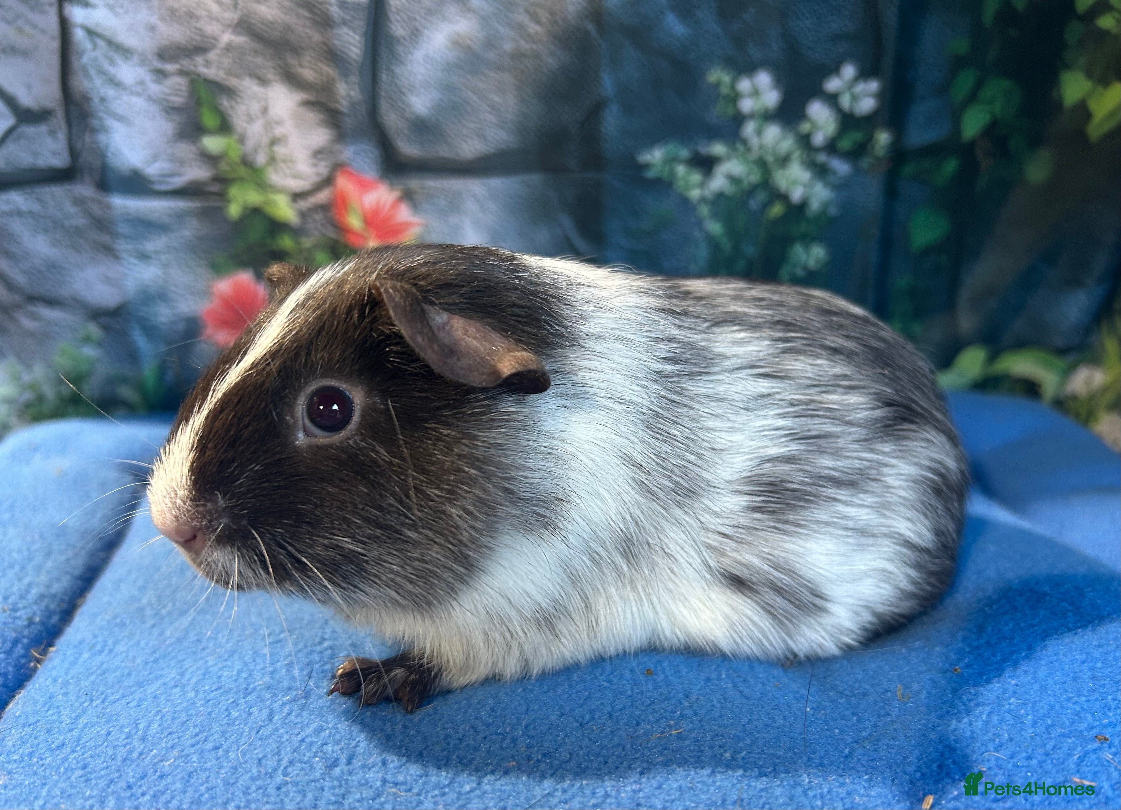 Guinea Pig rodents Guinea pigs mixed breeds 6 weeks old ready now - Advert 6