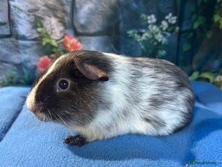 Guinea Pig rodents Guinea pigs mixed breeds 6 weeks old ready now - Advert 6
