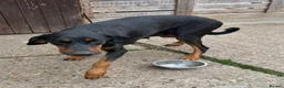 Dobermann dogs for sale: Doberman puppies for sale boys & girls  - Advert 18
