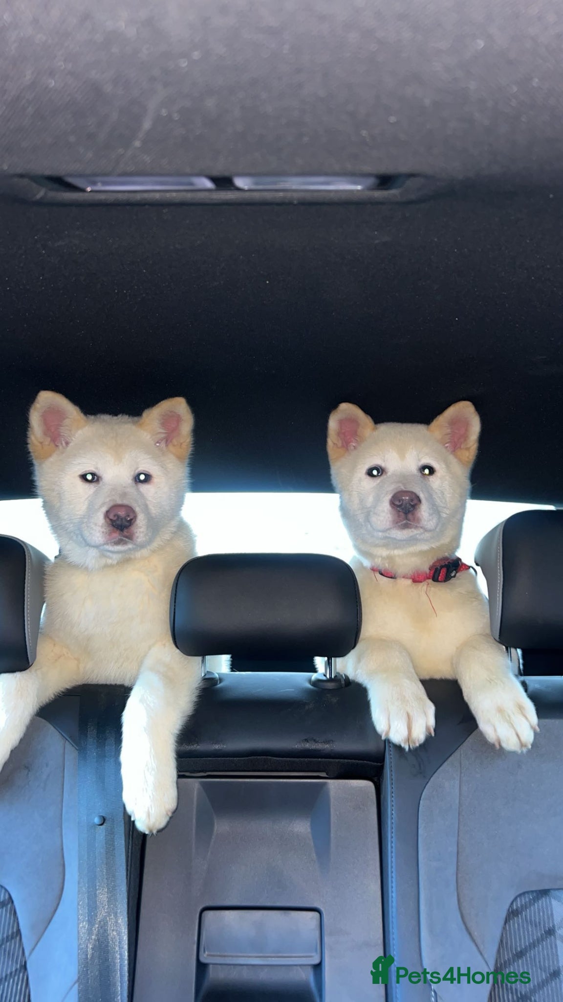 Akita dogs American Akita puppies - Advert 11