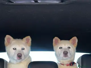 Akita dogs American Akita puppies - Advert 11