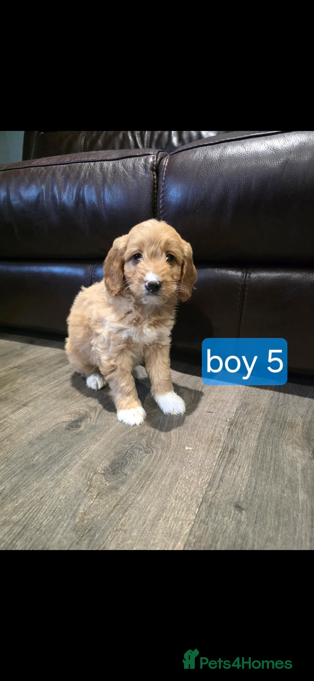 Cockapoo dogs for sale: Adorable Cockapoo pups ready to go 🐾 - Advert 33