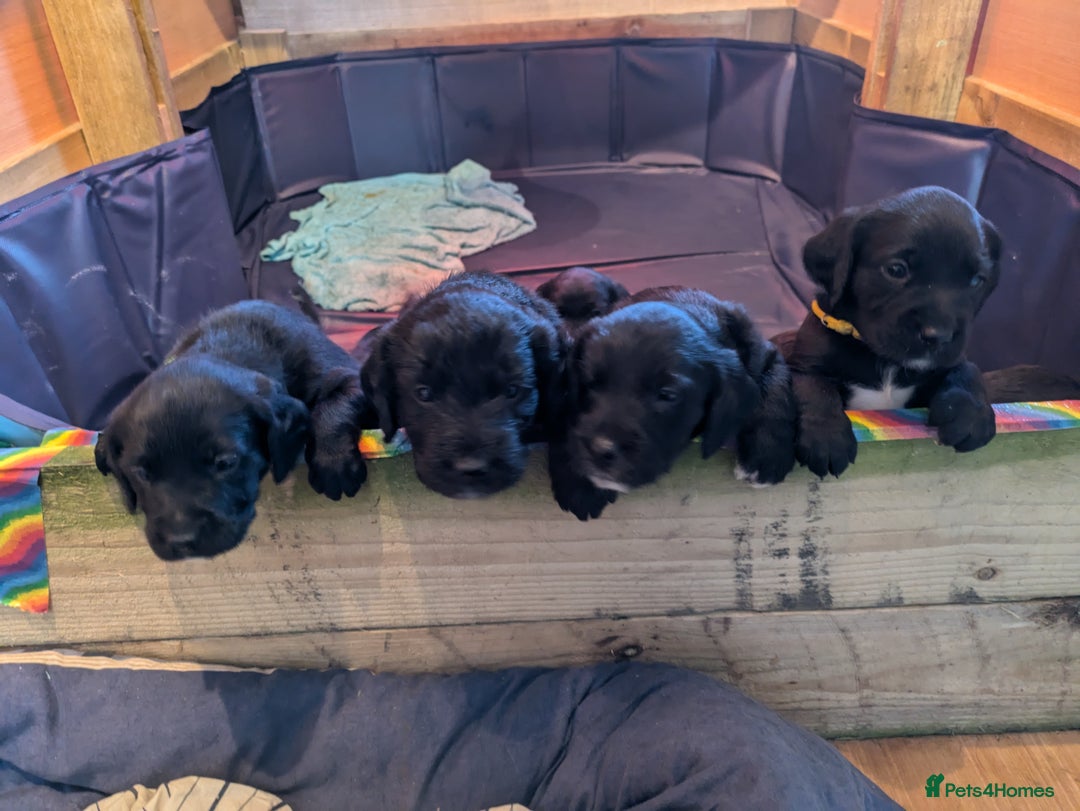 Springador dogs for sale: Springador puppies  - Image 6