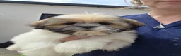Lhasa Apso dogs for sale: Lhasa Apso Puppies  - Advert 1