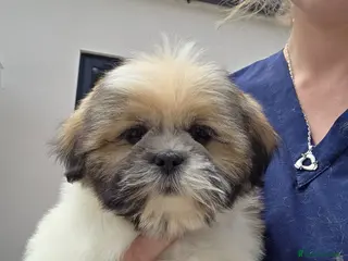 Lhasa Apso dogs Lhasa Apso Puppies - Advert 2