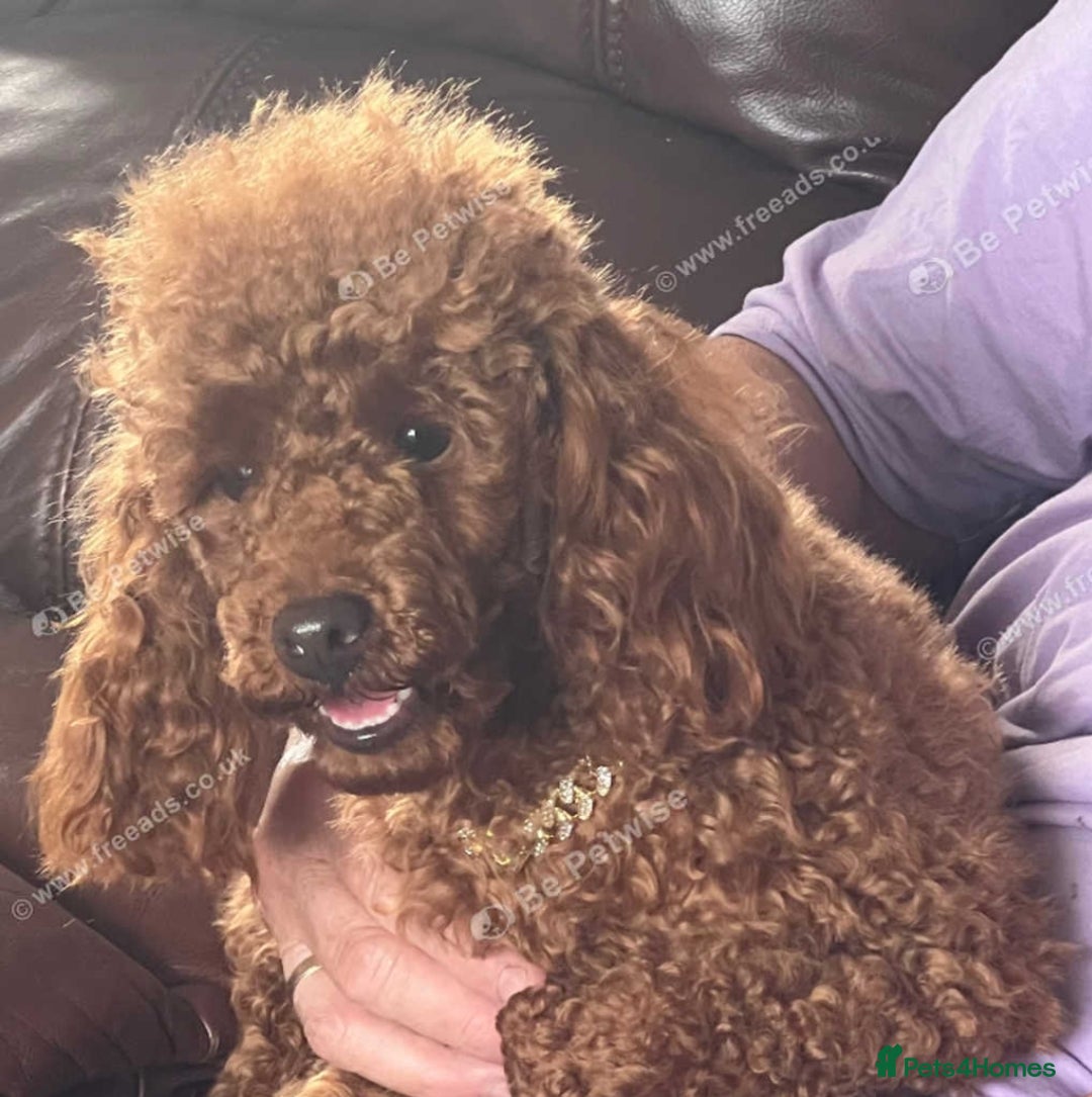 Toy Poodle dogs for sale: Female toy poodle kc reg  - Image 3