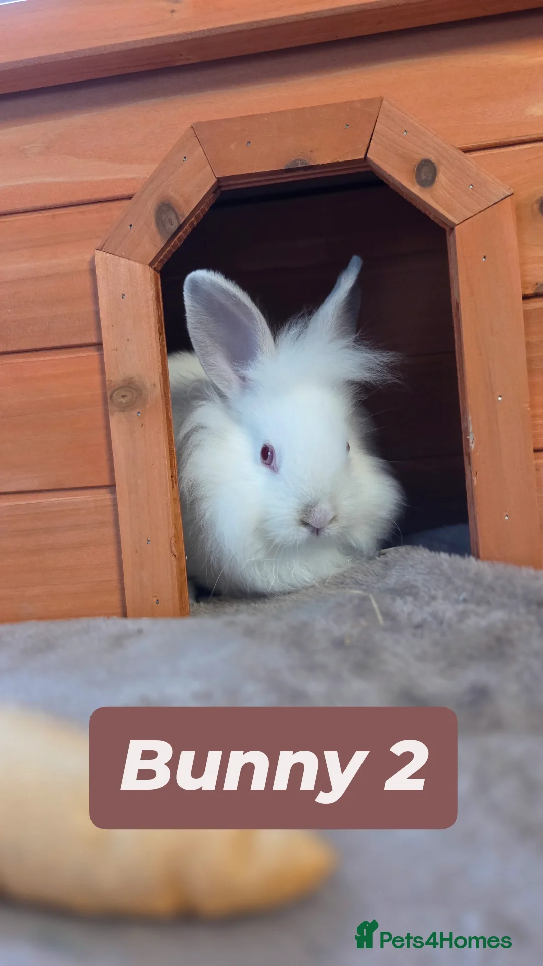 Mini Lion Lop rabbits for sale: Mini Lion Lop Baby Bunnies -Ready for Loving Homes - Advert 2