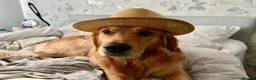 Golden Retriever dogs for stud: STUD - Beautiful Pure Golden Retriever - Advert 4