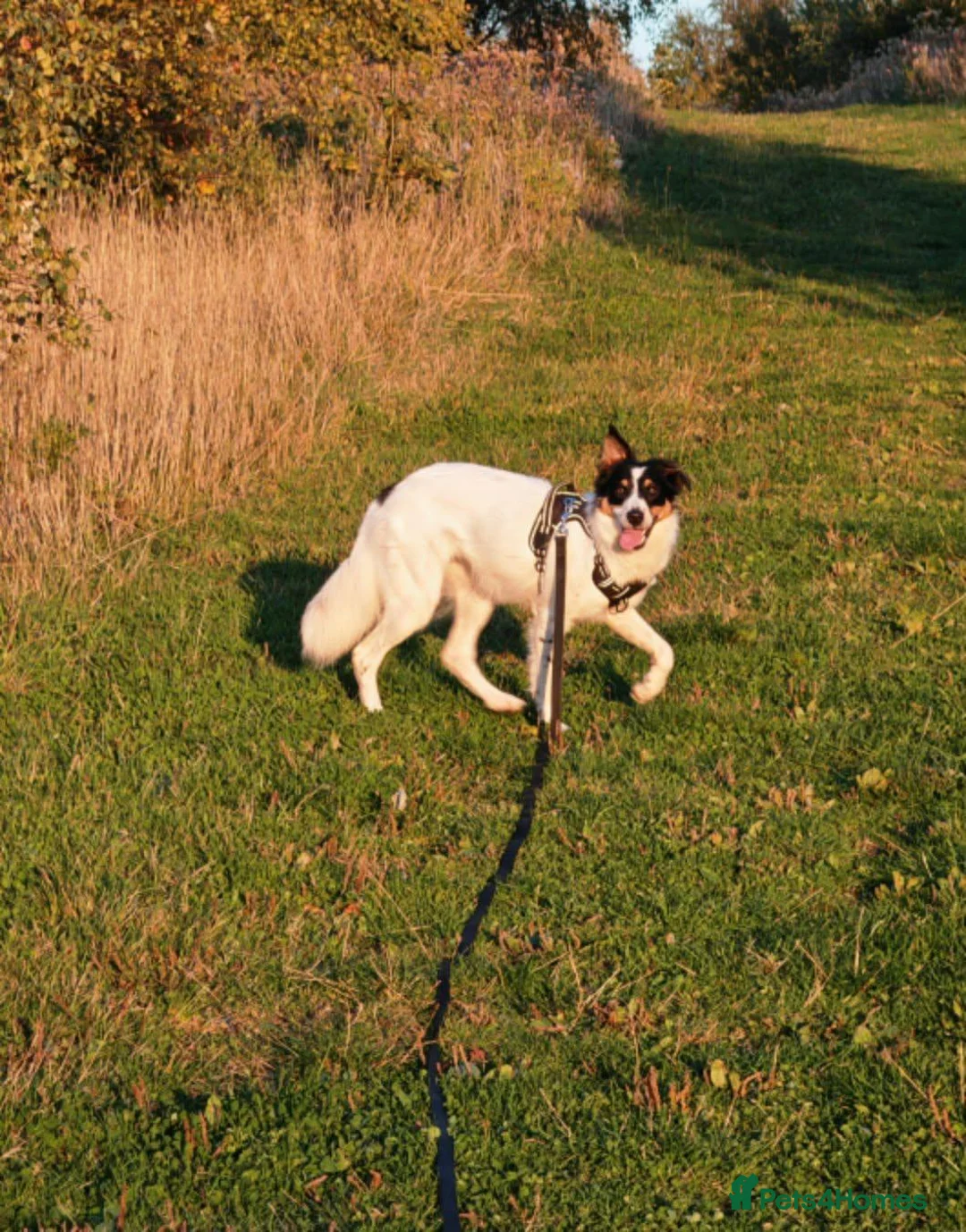 Border Collie dogs for sale: 2 year old female border collie in Durham - Advert 7