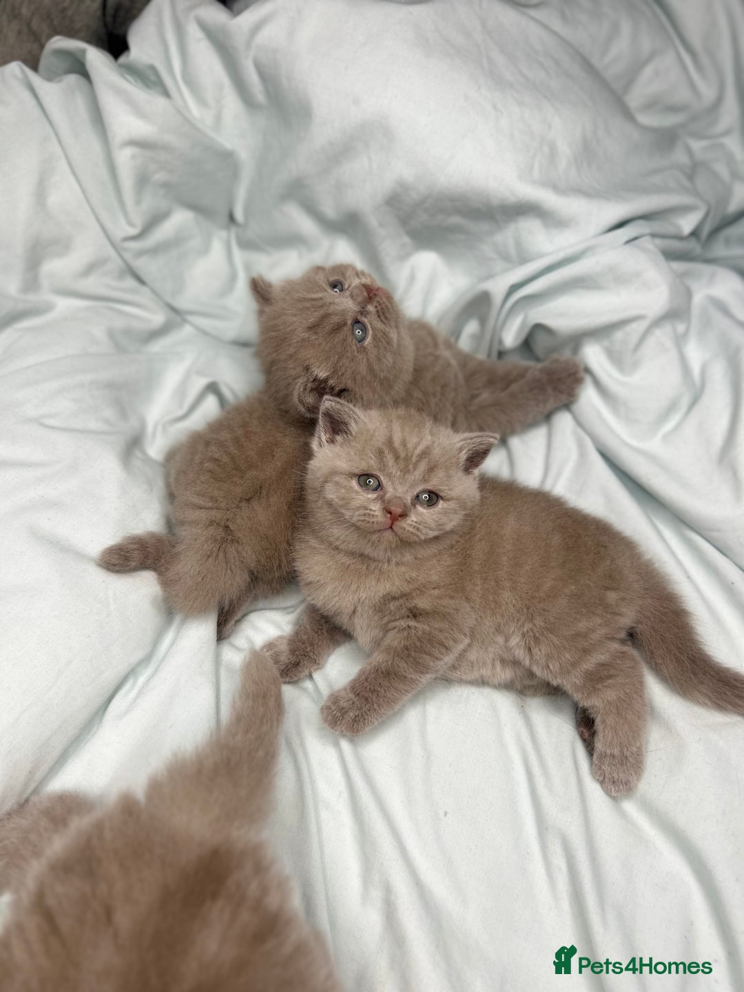 British Shorthair cats for sale: 🐱Adorable Rare Lilac British Shorthair Kittens - Image 9