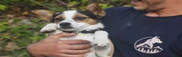 Mixed Breed dogs for adoption: Rasti in Alfreton - Advert 5