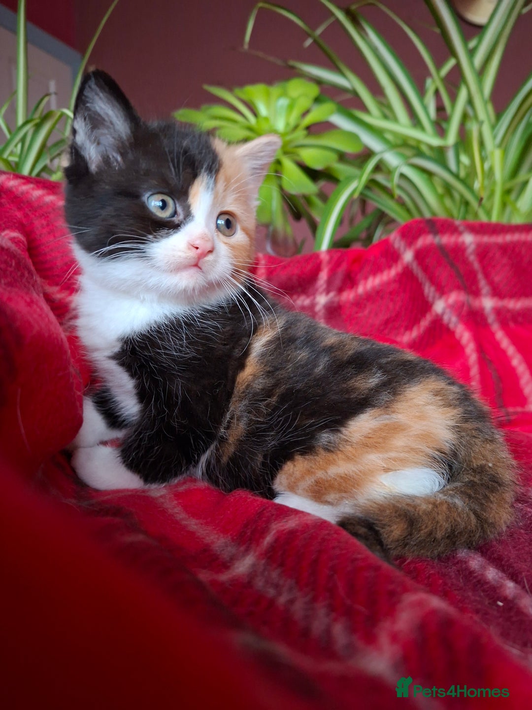 Scottish Fold cats for sale: Adorable Longhair & Shorthair Kittens- Prices Vary - Advert 16