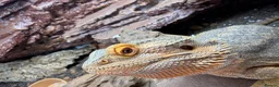 Bearded Dragon reptiles for sale: Bearded dragon and full set up for sale! in Mirfield - Advert 6