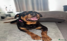 Rottweiler dogs for sale: Rottweiler  - Image 3