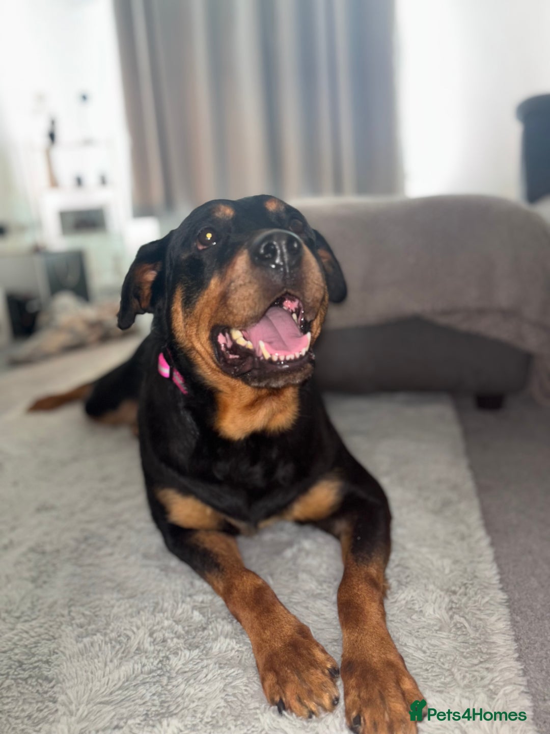 Rottweiler dogs for sale: Rottweiler  - Image 3
