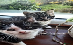 British Shorthair cats for sale: Unexpected Bundle of Joy - Image 3