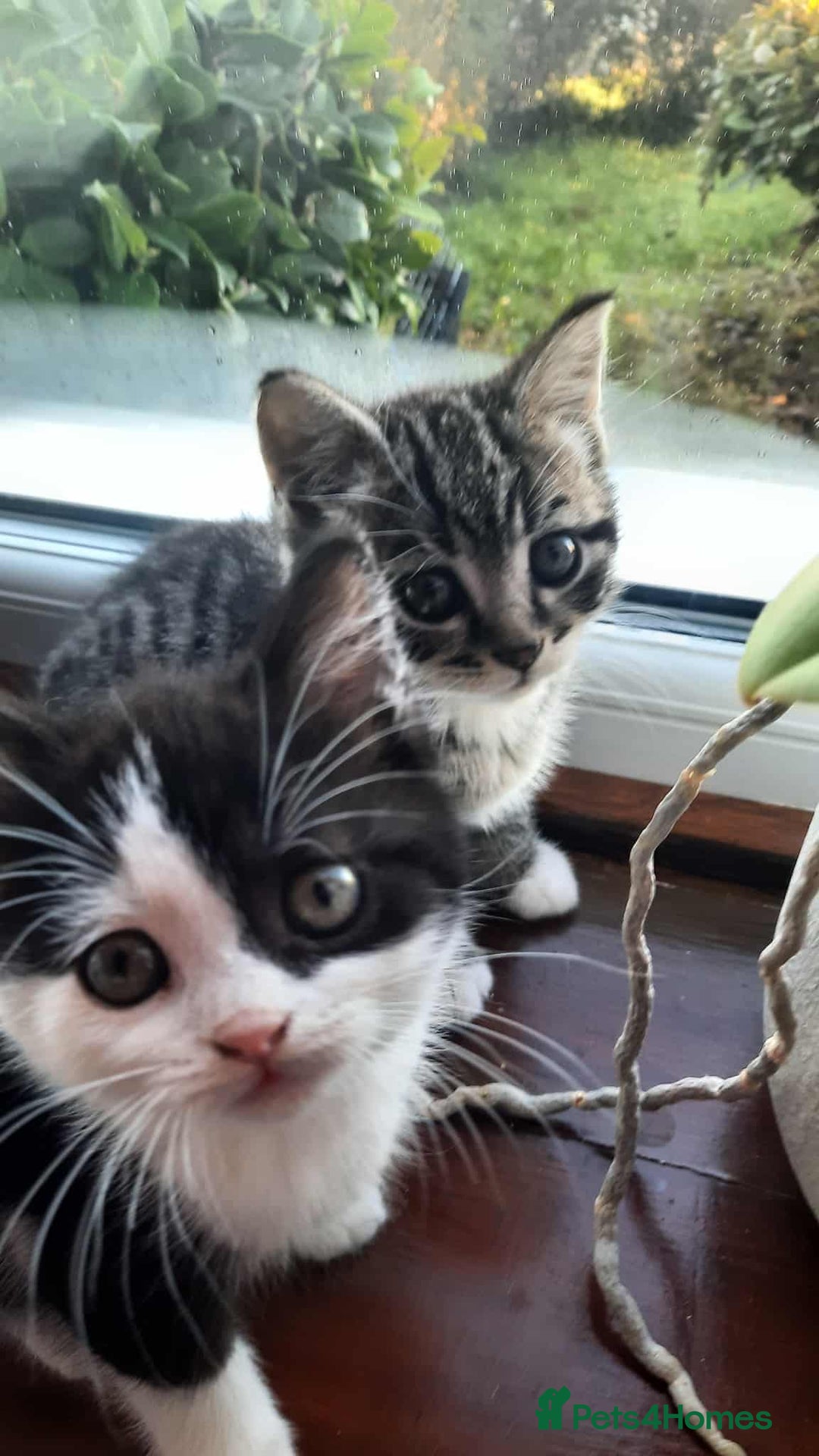 British Shorthair cats for sale: Unexpected Bundle of Joy - Image 3