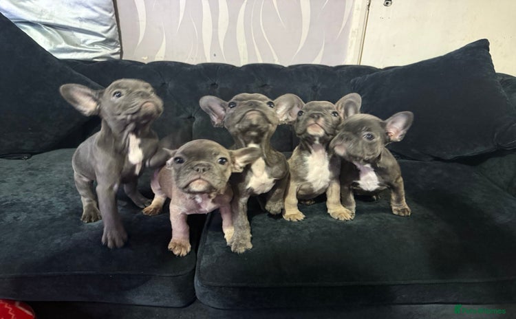 French Bulldog dogs - Advert 1
