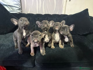 French Bulldog dogs - Advert 19