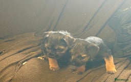Border Terrier dogs for sale: GORGEOUS BORDER TERRIER GIRLS - Advert 4