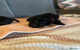 Mixed Breed dogs for sale: 3/4 lab 1/4 collie puppies  in Whitby - Image 10