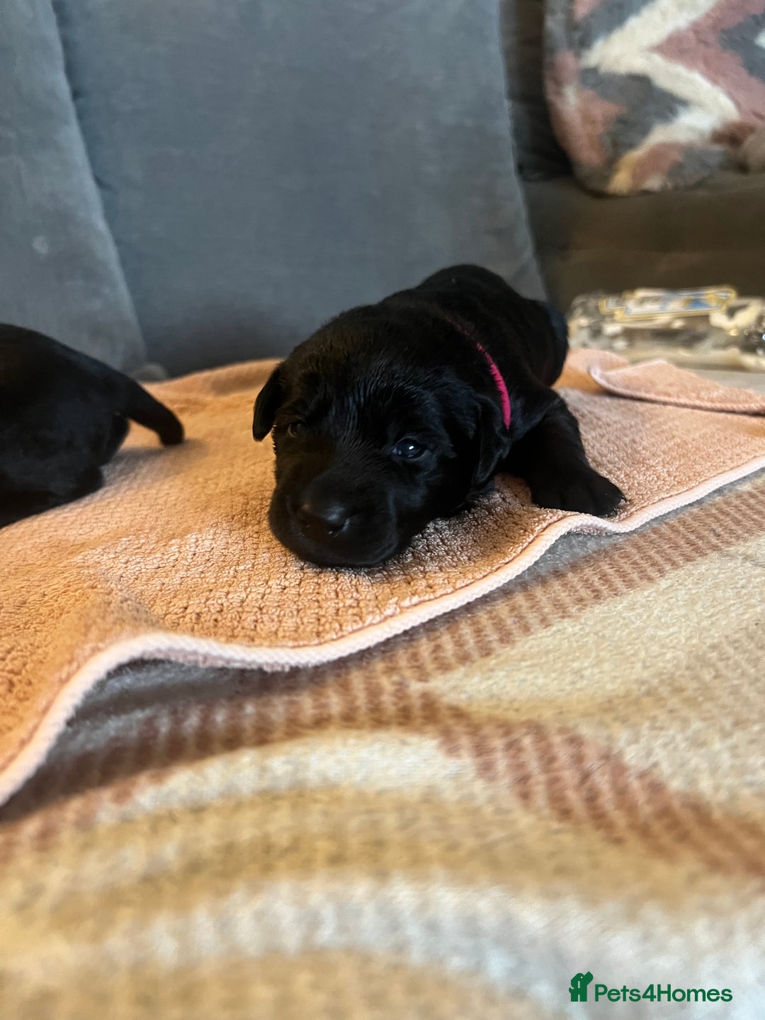 Mixed Breed dogs for sale: 3/4 lab 1/4 collie puppies  in Whitby - Image 10