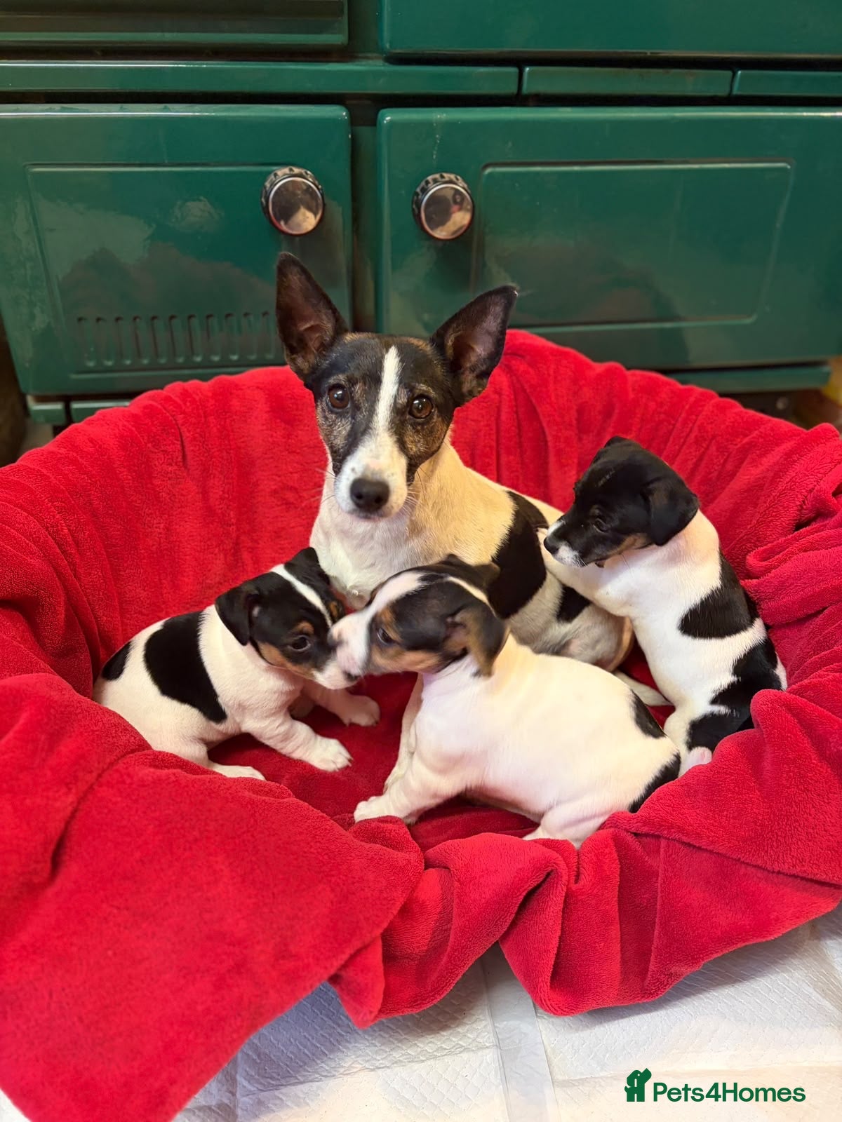 Jack Russell dogs Gorgeous Jack Russell puppies  - Advert 10