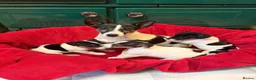 Jack Russell dogs for sale: Gorgeous Jack Russell puppies  in Carmarthen - Advert 1