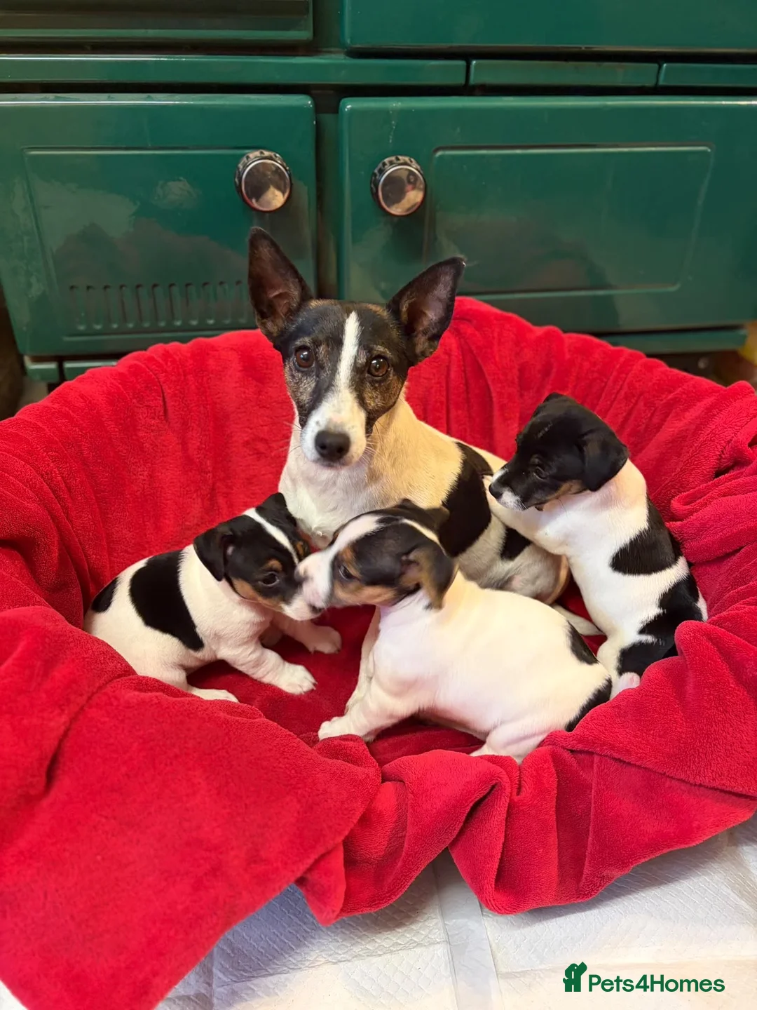 Jack Russell dogs for sale: Gorgeous Jack Russell puppies  in Carmarthen - Advert 1
