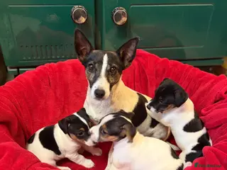 Jack Russell dogs Gorgeous Jack Russell puppies - Advert 14