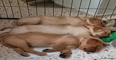 Labrador Retriever dogs - Advert 16