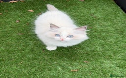Ragdoll cats for sale: Adorable Male Ragdoll Kittens Looking forHomes! 🐾 - Image 8