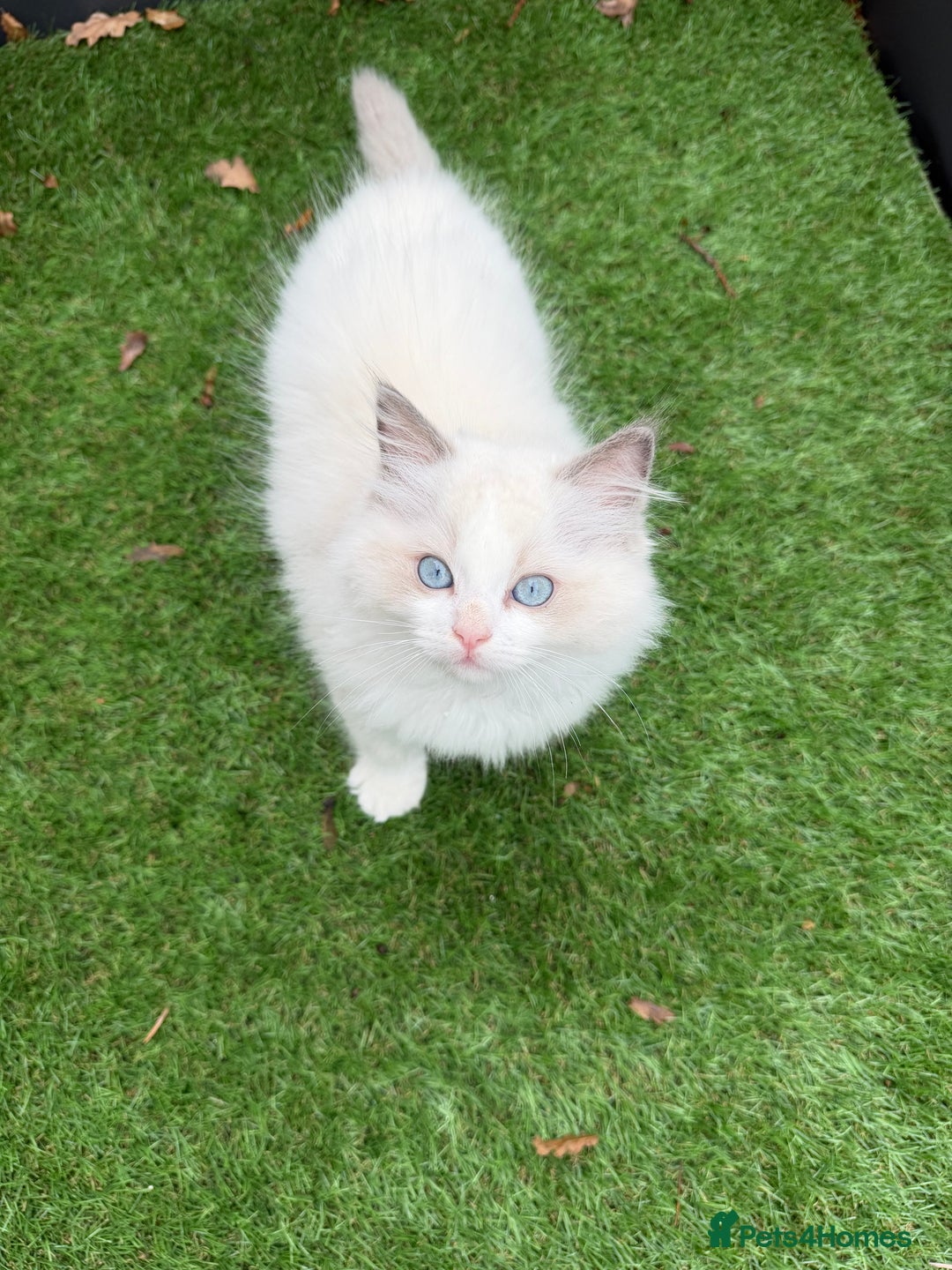 Ragdoll cats for sale: Adorable Male Ragdoll Kittens Looking forHomes! 🐾 - Image 8