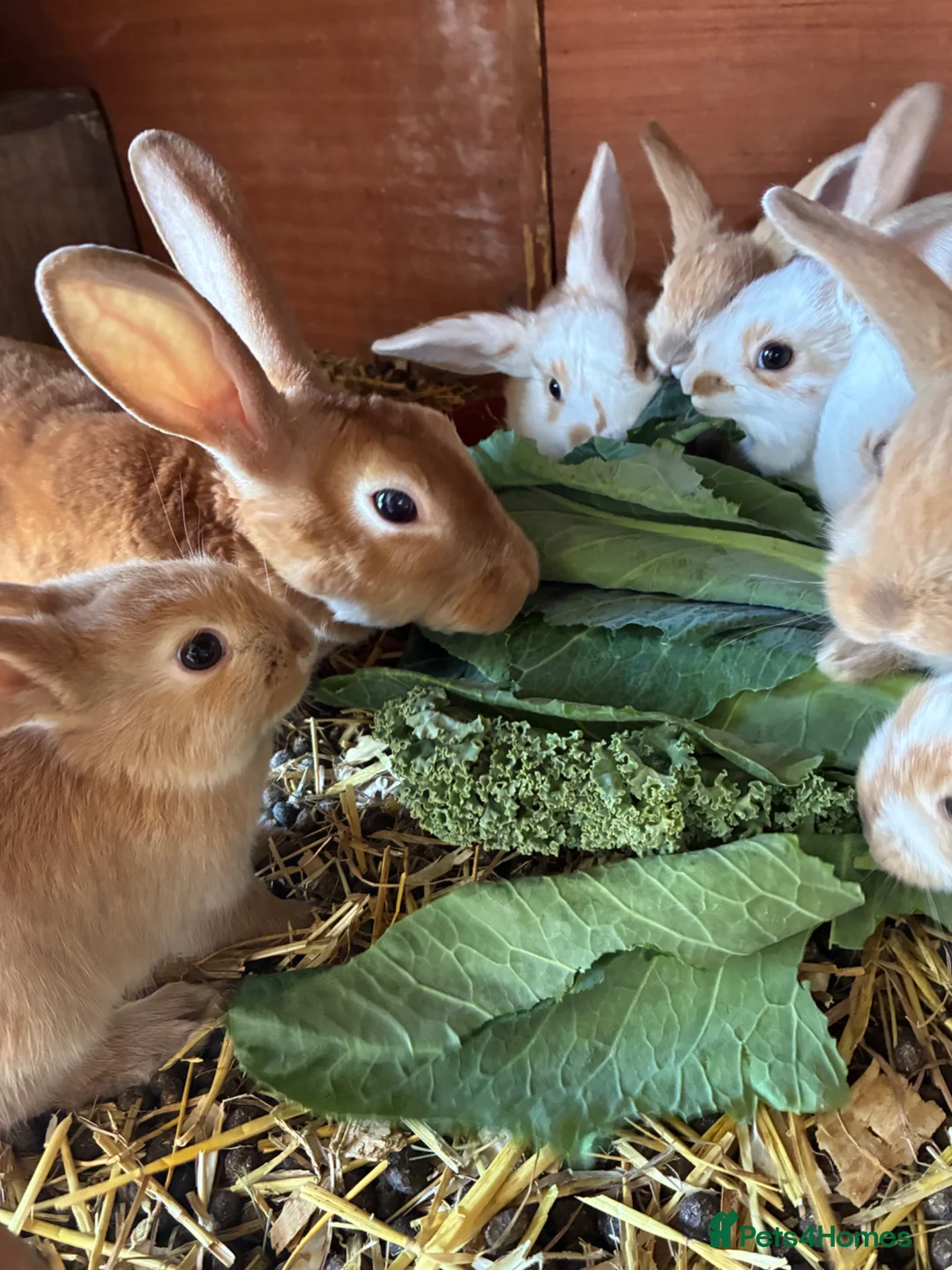 Mixed Breed rabbits for sale: Cute Bunnies - Advert 1