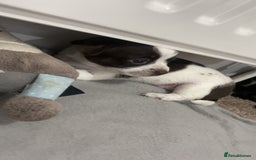 Chihuahua dogs for sale: Chihuahua - Full breed puppies - Image 23