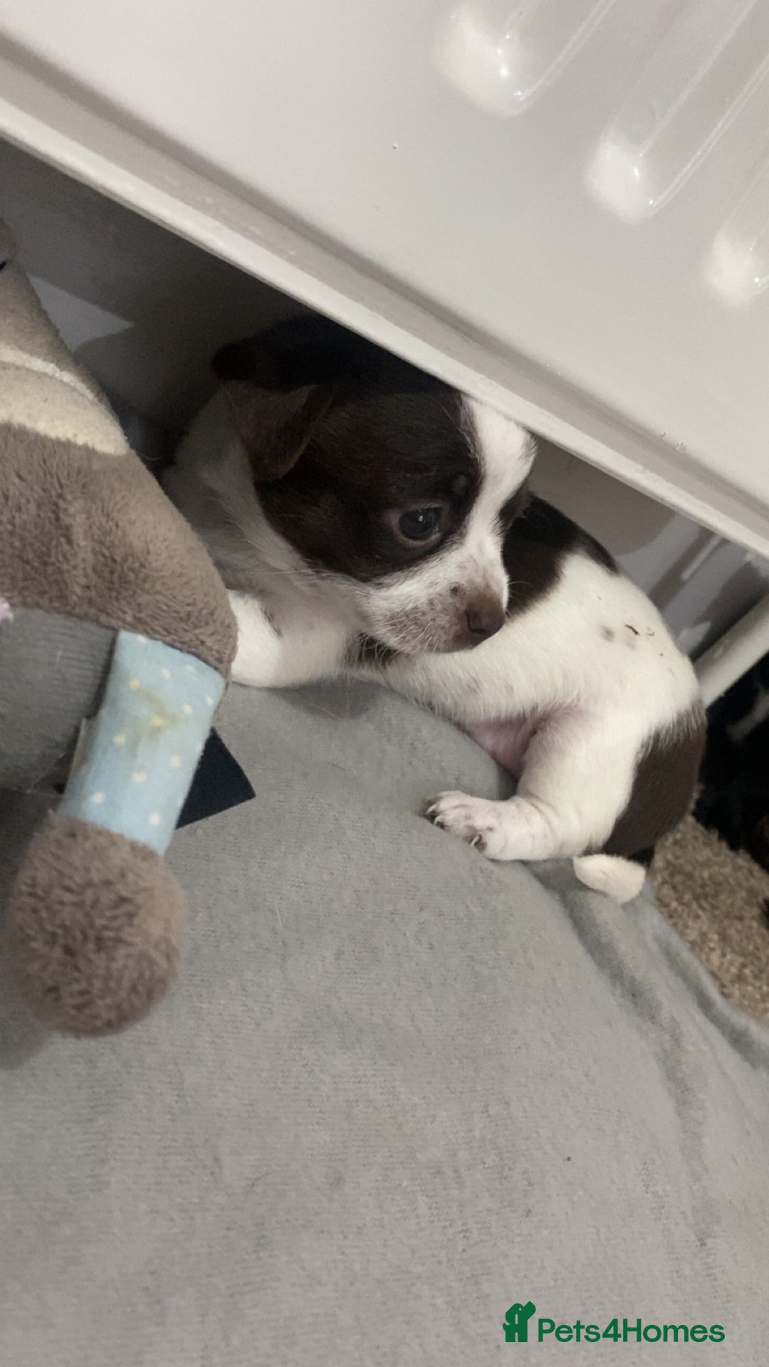 Chihuahua dogs for sale: Chihuahua - Full breed puppies - Image 23