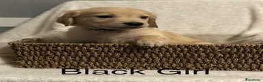 Golden Retriever Black Girl