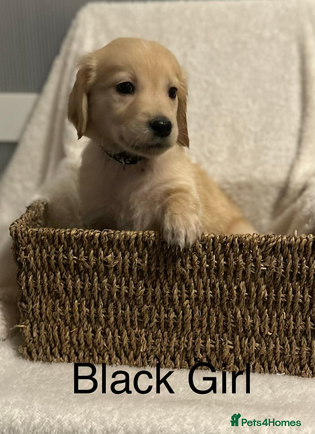 Golden Retriever dogs for sale: 2 Handsome Golden Retriever Boys - Advert 22