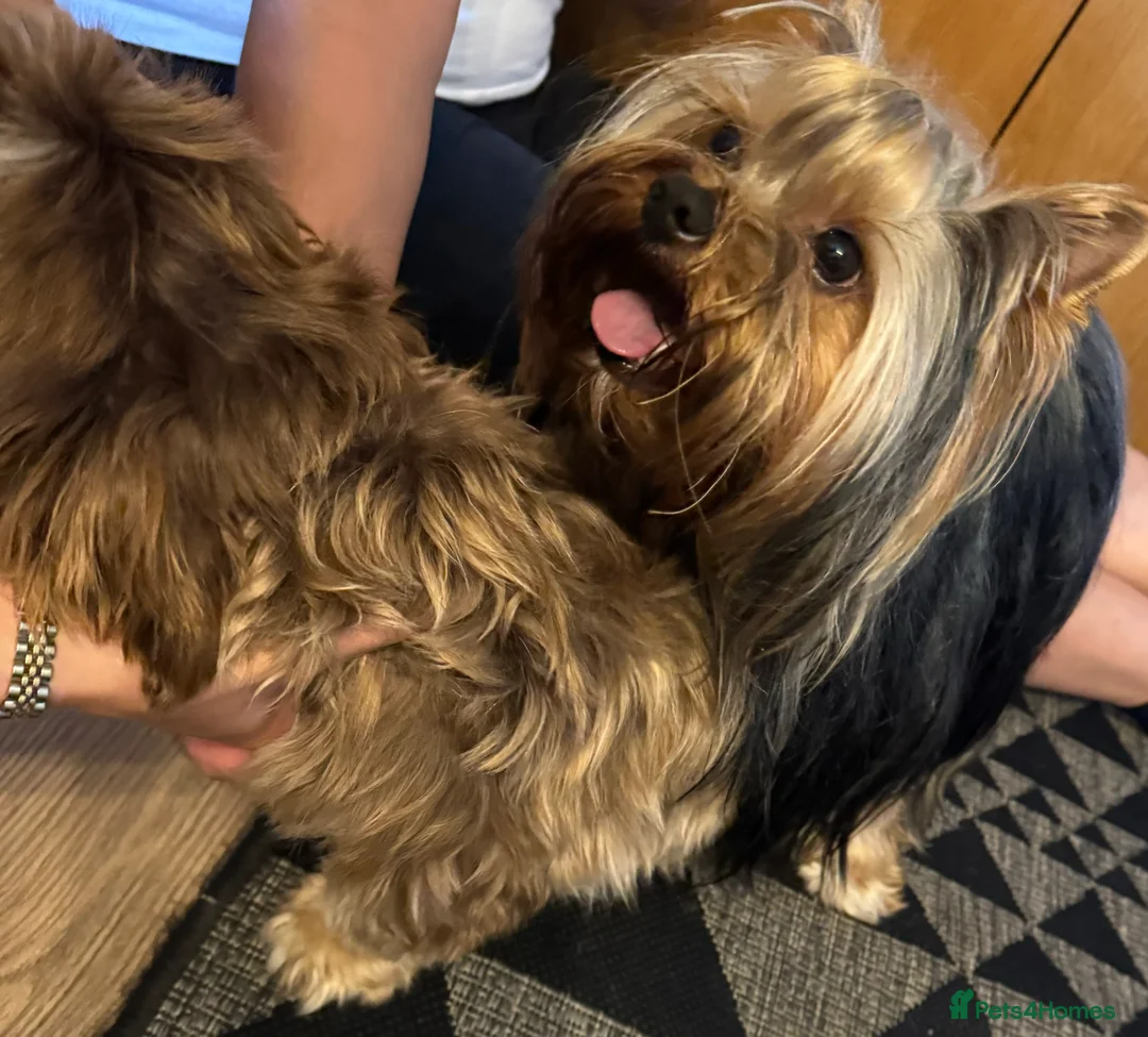 Yorkshire Terrier dogs for stud: Full pedigree Yorkshire Terrier for STUD in Caterham - Advert 7