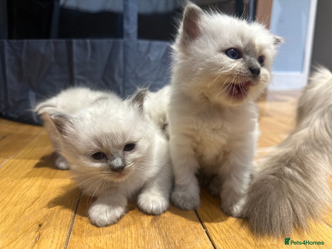 Ragdoll cats for sale: Ragdoll kittens  - Image 12