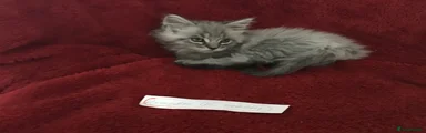 Red collar male Gilbert 