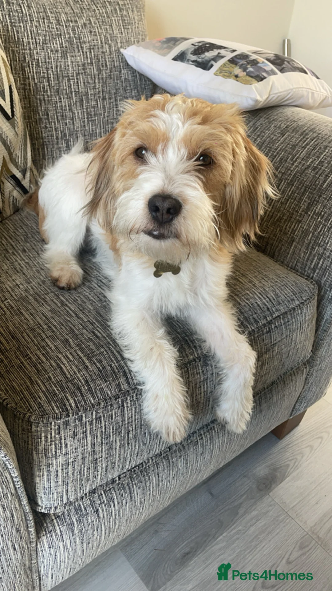 Mixed Breed dogs for sale: Our lovely and loving dog Gus in Wrexham - Advert 2