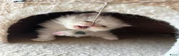 Exotic cats for sale: Exotic Persian  kittens - Advert 7