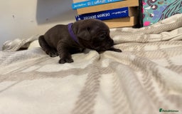 Mixed Breed dogs for sale: Staffie cross American bulldog chunky puppy’s  - Image 7