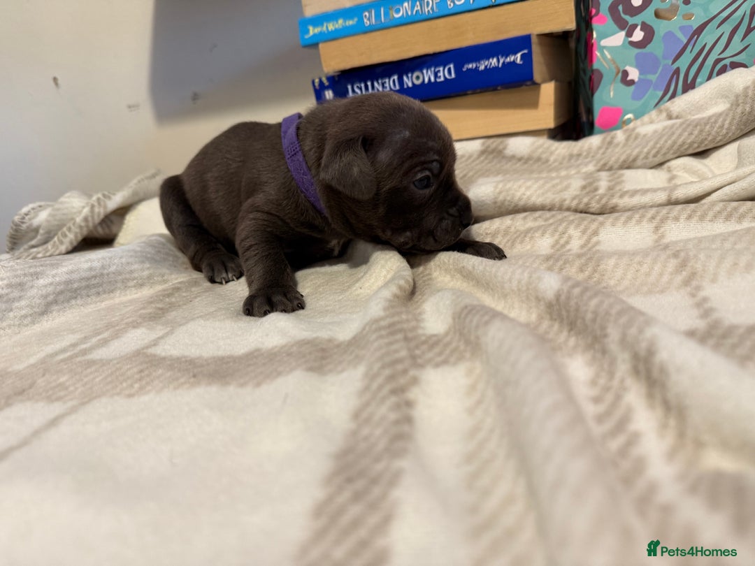 Mixed Breed dogs for sale: Staffie cross American bulldog chunky puppy’s  - Image 7