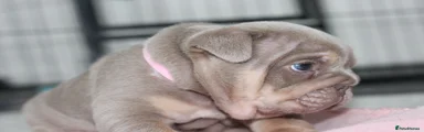 English Bulldog 2
